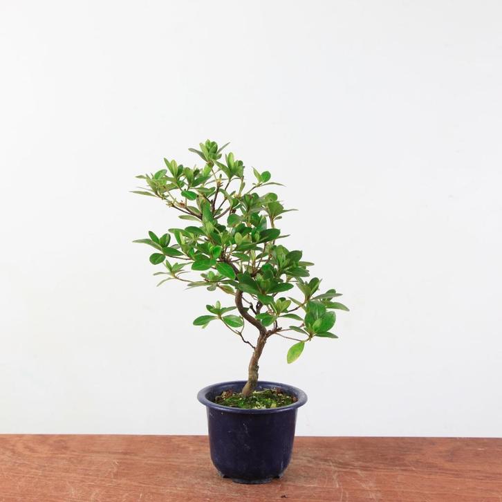 Bonsai azalea 'kaminoyamakirin', Tuin en Terras, Planten | Bomen, Overige soorten, Minder dan 100 cm, Halfschaduw, Lente, Ophalen of Verzenden