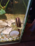 Rams horen slakken,, Dieren en Toebehoren, Vissen | Aquariumvissen, Slak of Weekdier