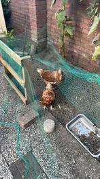 2 kippen met huisje, Dieren en Toebehoren, Pluimvee, Vrouwelijk, Kip