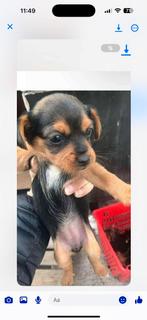 Chihuahua black and tan, Dieren en Toebehoren, Honden | Chihuahua's en Gezelschapshonden, Teef, Eén hond, Chihuahua, Nederland