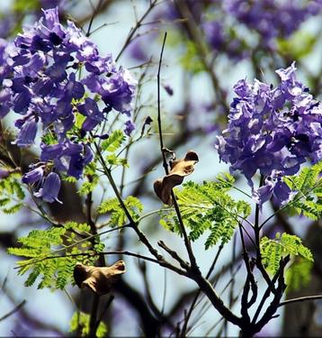 Jacaranda mimosifolia zaden 20x beschikbaar voor biedingen