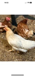 Tk twentse hoenders 4 hennen met een haan, Dieren en Toebehoren, Pluimvee, Meerdere dieren, Kip