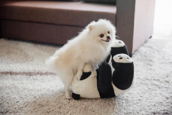 Pomeriaan Dekreu Thomas (niet te koop), Dieren en Toebehoren, Honden | Dekreuen, Reu, Particulier, Eén hond, Buitenland, 1 tot 2 jaar