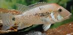 Geophagus steindachneri 8cm, Dieren en Toebehoren, Vis