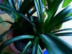 clivia 2 in één pot, Huis en Inrichting, Kamerplanten, Minder dan 100 cm, Halfschaduw, In pot, Bloeiende kamerplant