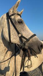 Leuke stevige E-Pony, Dieren en Toebehoren, Paarden, Ruin, Recreatiepaard
