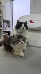 Lieve half Ragdoll kittens zoeken een gouden mandje, Dieren en Toebehoren, Katten en Kittens | Raskatten | Langhaar, Meerdere dieren