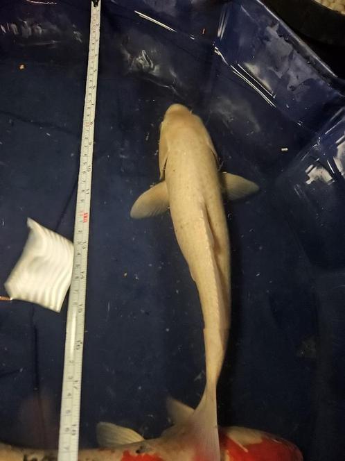 Mukashi Ogon japanse koi, Dieren en Toebehoren, Vissen | Vijvervissen, Karper of Koi