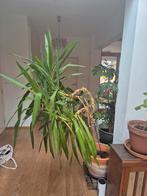 Yucca kamerplant - Mooie grote plant, 100 tot 150 cm, In pot, Yucca, Groene kamerplant
