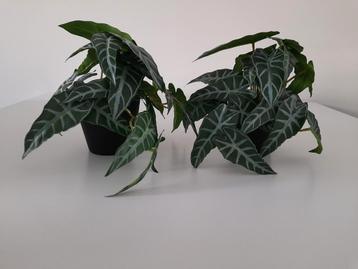 Intratuin kunstplant Alocasia 2 st 20 cm. beschikbaar voor biedingen