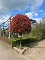 Photinia / Glansmispel op stam KOOPJE OP=OP  NU vanaf €19,95, Vaste plant, Halfschaduw, Lente, Ophalen