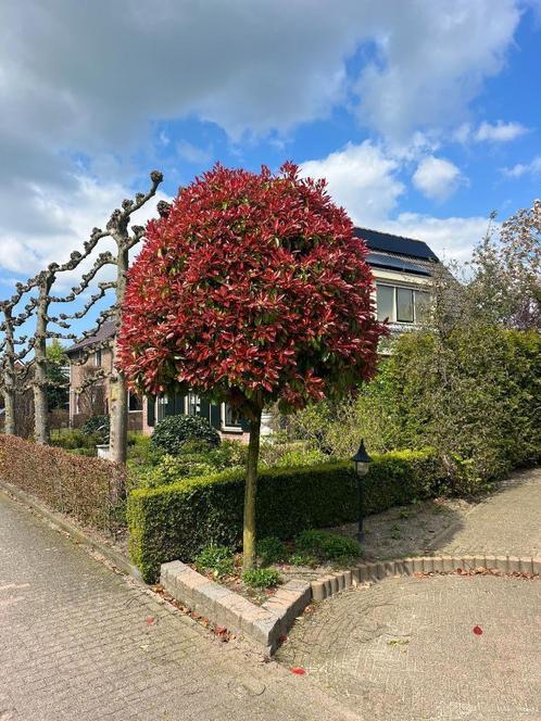 Photinia / Glansmispel op stam KOOPJE OP=OP  NU vanaf €19,95, Tuin en Terras, Planten | Tuinplanten, Vaste plant, Overige soorten