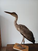 Opgezette vogel. Altijd rookvrij gestaan, Ophalen