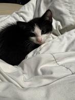 kortharig zwart wit kitten, Poes, Kortharig, 0 tot 2 jaar