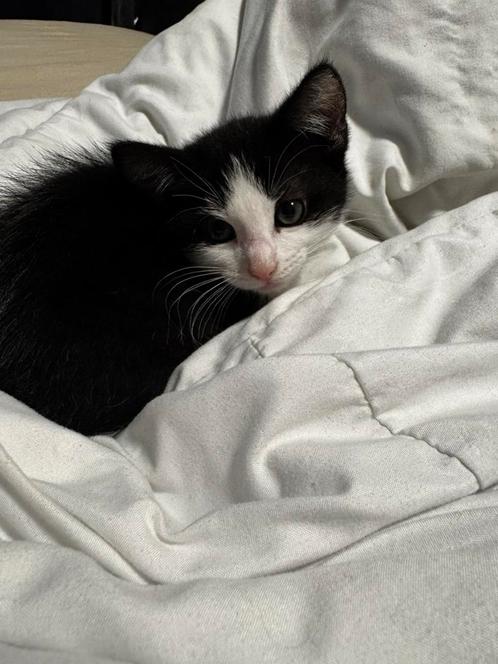 kortharig zwart wit kitten, Dieren en Toebehoren, Katten en Kittens | Overige Katten, Kortharig, Poes, 0 tot 2 jaar
