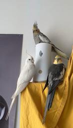 Valkparkieten te koop, Dieren en Toebehoren, Meerdere dieren, Parkiet