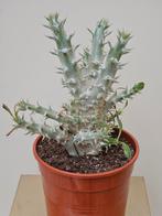 Pachypodium Densifloris p17, Huis en Inrichting, Kamerplanten, Minder dan 100 cm, Ophalen of Verzenden, Halfschaduw