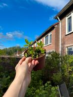 Mint - Winterhard, Tuin en Terras, Planten | Bomen, Ophalen of Verzenden