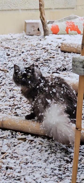 Maine coon ragdoll dame  beschikbaar voor biedingen