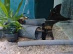 Vuuraal, Mastacembelus Erythrotaenia, aal, Dieren en Toebehoren, Vissen | Aquariumvissen, Vis, Zoetwatervis