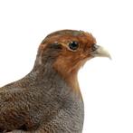 Prachtige opgezette patrijs te koop!, Ophalen of Verzenden, Nieuw, Vogel, Opgezet dier