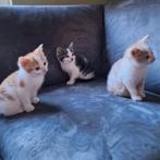 Jonge kitten te koop, alleen fel rood/wit is er nog!, Dieren en Toebehoren, Katten en Kittens | Raskatten | Korthaar, Meerdere dieren