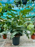 Philodendron Silver Queen - Kamerplant, Huis en Inrichting, Kamerplanten, Overige soorten, In pot, Minder dan 100 cm, Groene kamerplant