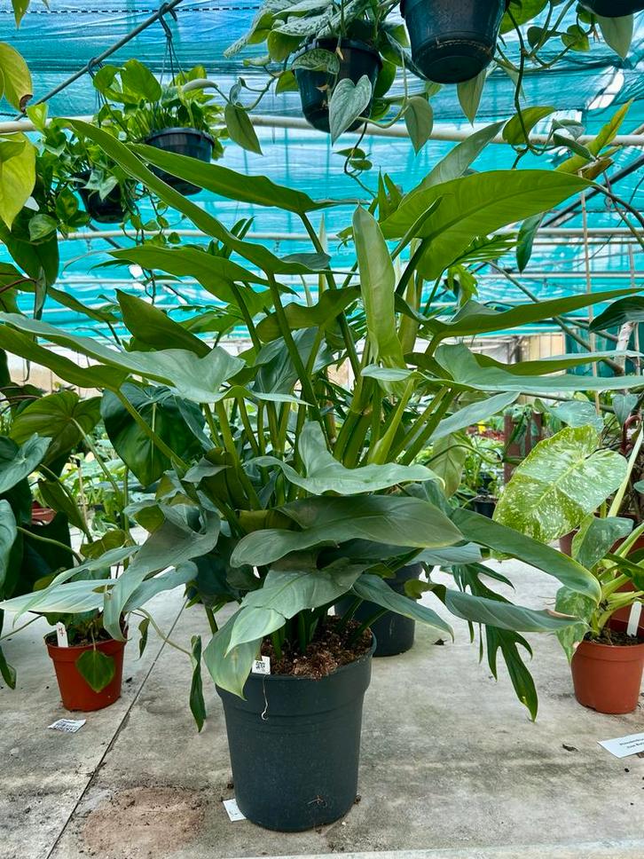 Philodendron Silver Queen - Kamerplant, Huis en Inrichting, Kamerplanten, Overige soorten, Minder dan 100 cm, Groene kamerplant
