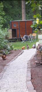 Hennetjes, Dieren en Toebehoren, Pluimvee, Vrouwelijk, Kip