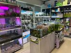 Aquariumplanten, altijd ruim op voorraad beste kwaliteit!, Ophalen, Zo goed als nieuw, Plant(en), Steen of Hout