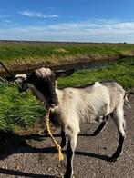 Geit, Dieren en Toebehoren, Schapen, Geiten en Varkens, Vrouwelijk, Geit, 0 tot 2 jaar