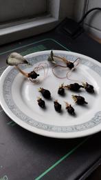 Alocasia Polly knolletjes, Ophalen