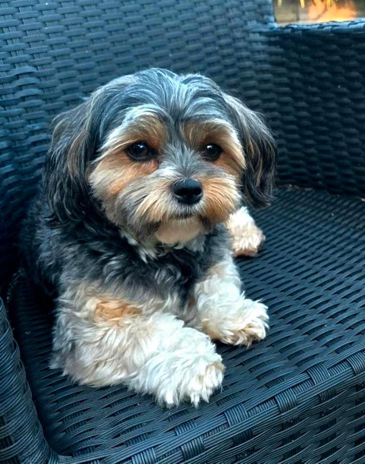 Dekreu Boomer niet te koop Mini york x Maltees x Kingcharles, Dieren en Toebehoren, Honden | Dekreuen, Reu, Particulier, Eén hond