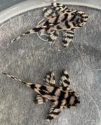 Hypancistrus Sp. (L333) | white king tiger pleco, Dieren en Toebehoren, Vis