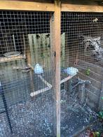 Tortelduiven, Meerdere dieren, Tortelduif