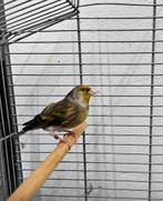 Putterkanarie, Dieren en Toebehoren, Mannelijk, Wildzangvogel, Geringd