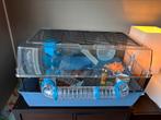 HAMSTER 3m oud + BENODIGDHEDEN, Dieren en Toebehoren, Ophalen