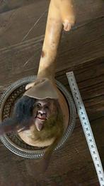 Handgemaakt fantasie hoofd in kalabas, Ophalen