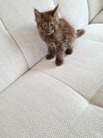 Ragdoll/Maincoon, Dieren en Toebehoren, Katten en Kittens | Raskatten | Langhaar, Poes, Gechipt