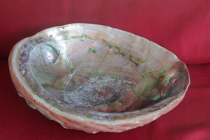 Abalone of smudge schelp, XL 20,5 x 15,5 cm. Als nieuw., Antiek en Kunst, Curiosa en Brocante, Ophalen of Verzenden