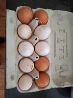 Verse eitjes van onze eigen  kippen, Diversen, Levensmiddelen, Ophalen