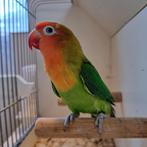 Stelletje Agapornis lillianae wildkleur, Dieren en Toebehoren, Meerdere dieren, Dwergpapegaai of Agapornis, Geringd