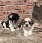 Mooie Boomerpups, Overige rassen, 8 tot 15 weken, CDV (hondenziekte), Meerdere