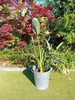 Strelitzia reginae paradijsvogelplant paradijsvogel, Huis en Inrichting, Kamerplanten, Ophalen, Overige soorten, In pot