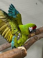 Zeer mooi Soldaat ara man te koop., Mannelijk, Papegaai