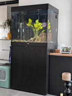 Juwel Lido 200//Flowerhorn//veel extra's, Dieren en Toebehoren, Vissen | Aquaria en Toebehoren, Ophalen, Zo goed als nieuw, Gevuld zoetwateraquarium