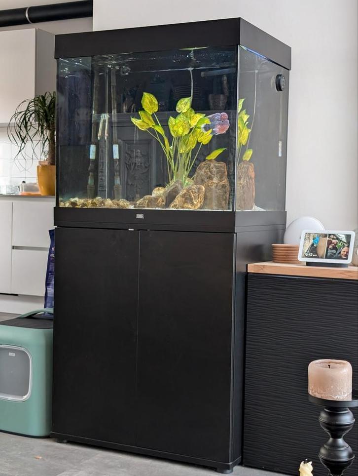 Juwel Lido 200//Flowerhorn//veel extra's, Dieren en Toebehoren, Vissen | Aquaria en Toebehoren, Zo goed als nieuw, Gevuld zoetwateraquarium