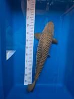 Chagoi Hirasawa Nisai 50/55 cm., Dieren en Toebehoren, Vissen | Vijvervissen, Karper of Koi