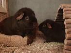 2 choco US-Teddy cavia beertjes, Dieren en Toebehoren, Knaagdieren, Cavia, Juni, Mannelijk, Tam