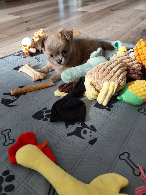 Langharig Chihuahua pupje, Dieren en Toebehoren, Honden | Chihuahua's en Gezelschapshonden, Reu, Chihuahua, Particulier, Eén hond
